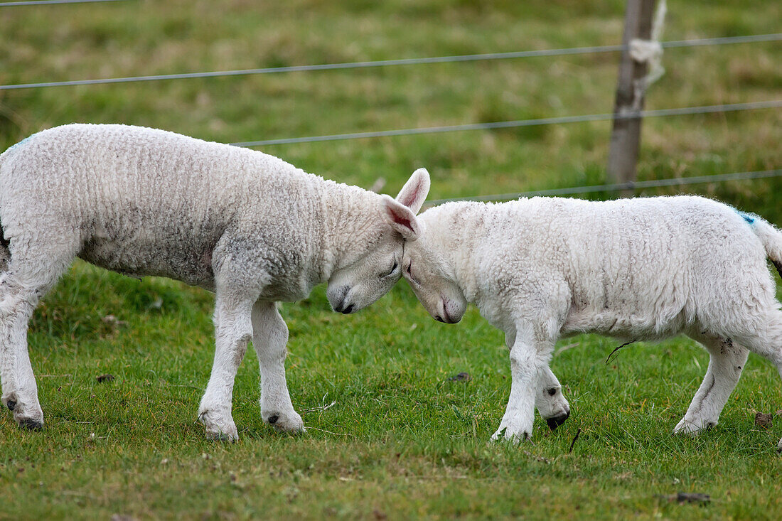 'Two Sheep Go Head To Head; Northumberland, England'