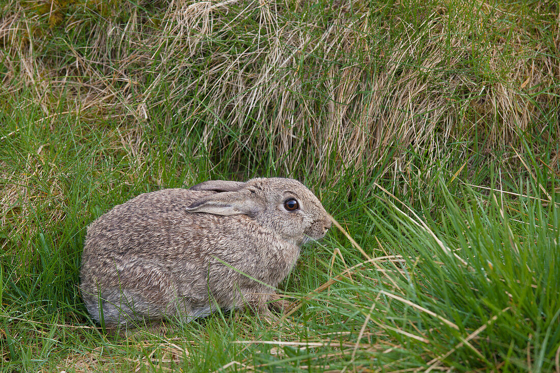 'A Brown Rabbit Hides In The Grass; Northumberland, England'