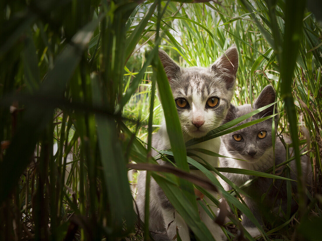 'Two Kittens Peering Through Tall Grass; Beaverhill, Lake Alberta, Canada'