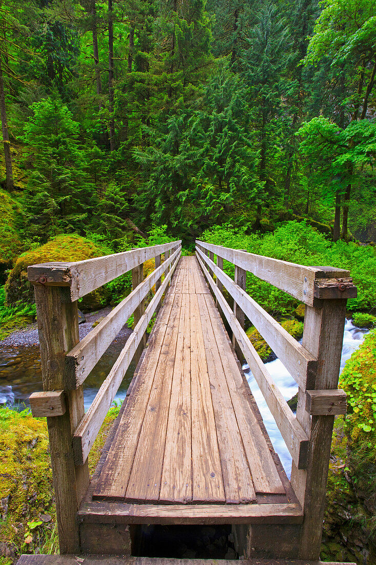 'Boardwalk Along Tanner Creek In Columbia River Gorge National Scenic Area In The Pacific Northwest; Oregon, United States of America'