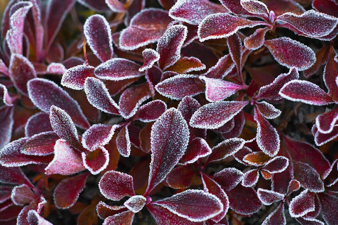'Frosted Red Leaves; Banff, Alberta, Canada'