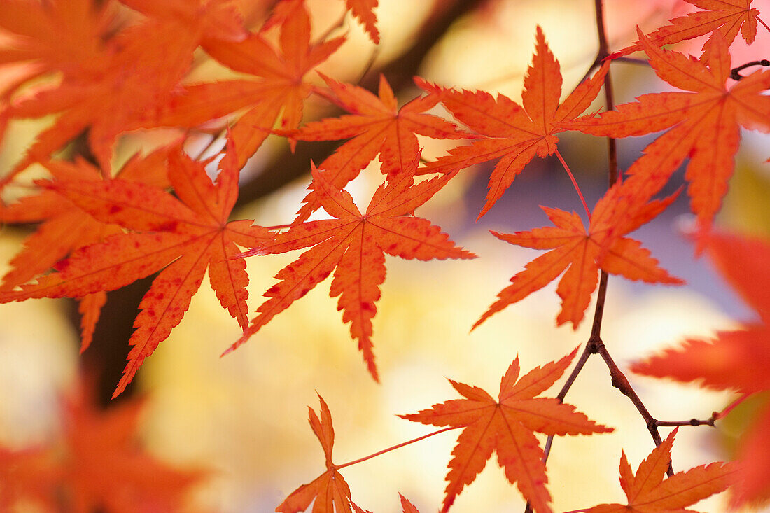 'Japanese Maple Leaves In Autumn; Hakone, Honshu, Japan'