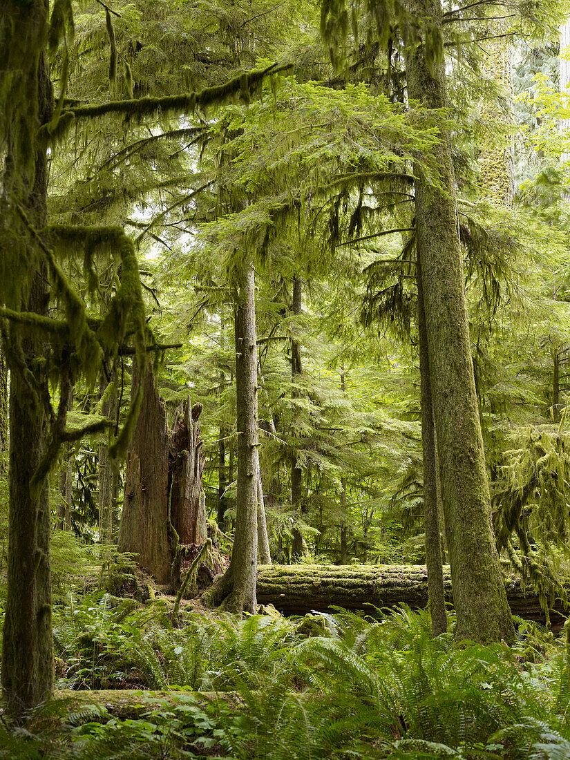 'Cathedral Grove; British Columbia, Canada'