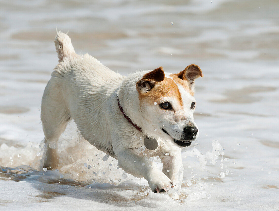 'A Dog Running In The Shallow Water; Tarifa, Cadiz, Andalusia, Spain'