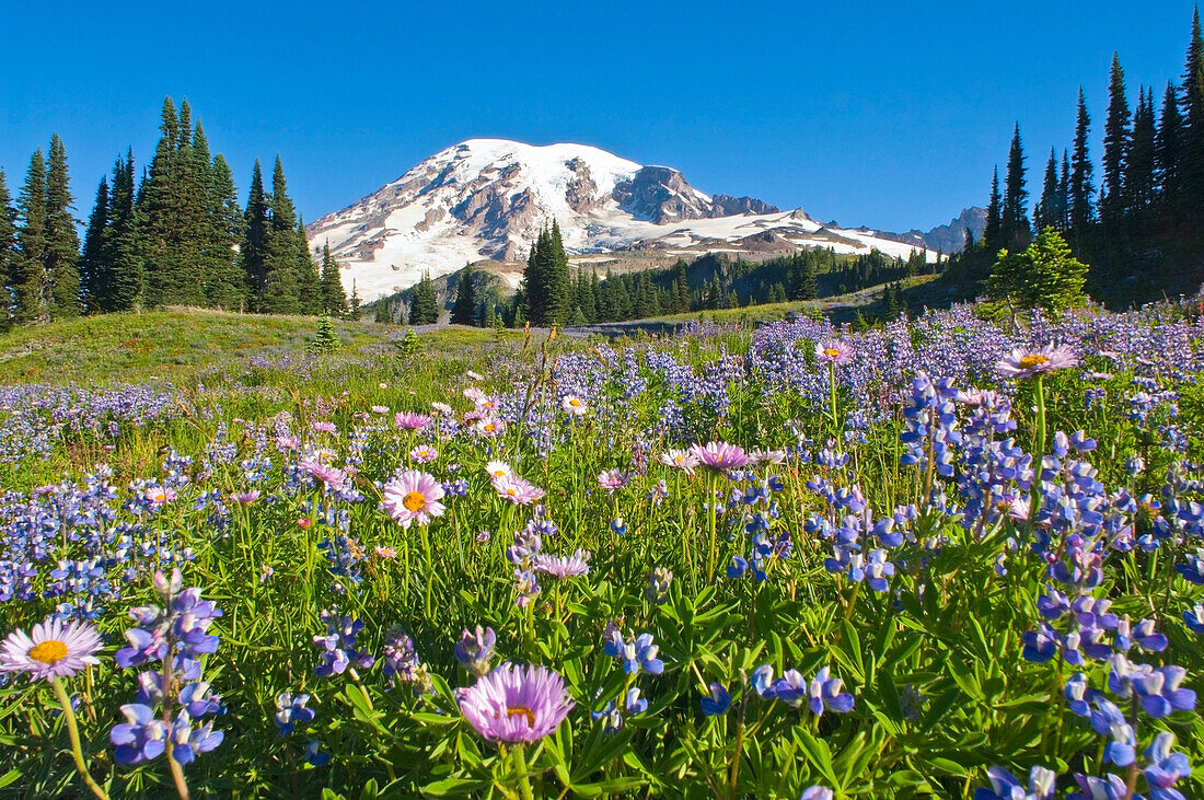 Wildflower Meadow, Mount Rainier National Park, Washington, Usa