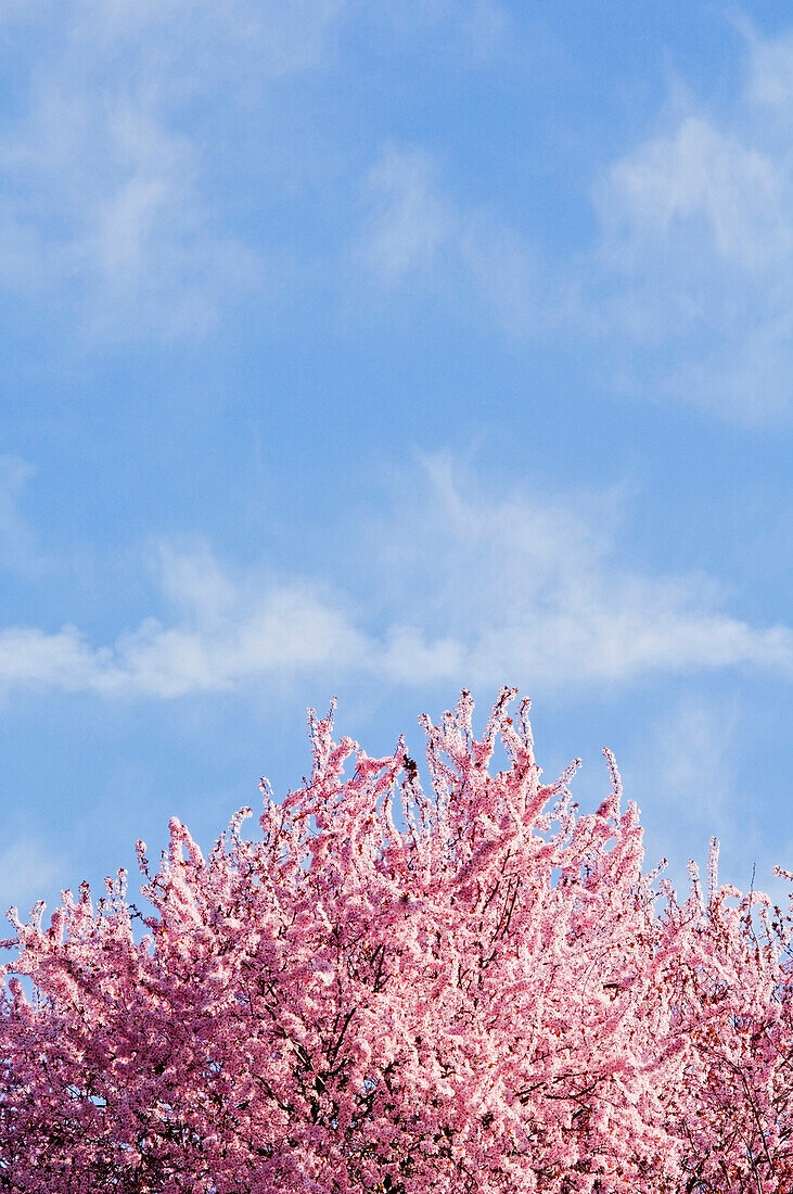 Cherry Blossoms, Westmoreland Park, Portland, Oregon, Usa