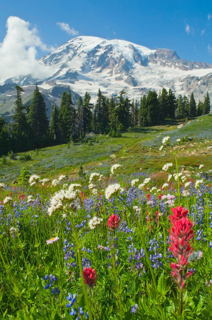 Mount Rainier National Park, Washington, Usa