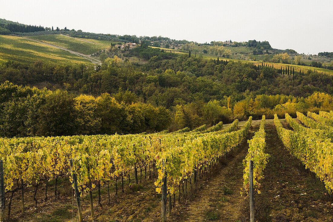 Vineyard, Tuscany, Italy