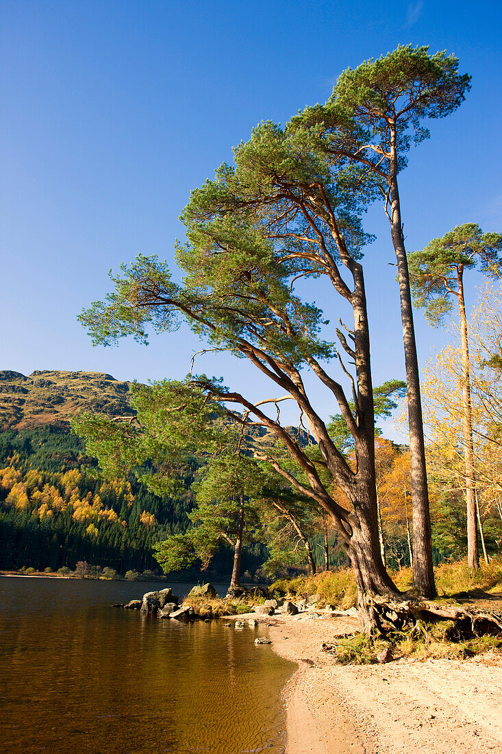 Shoreline Of A Lake, Argyll And Bute, Scotland