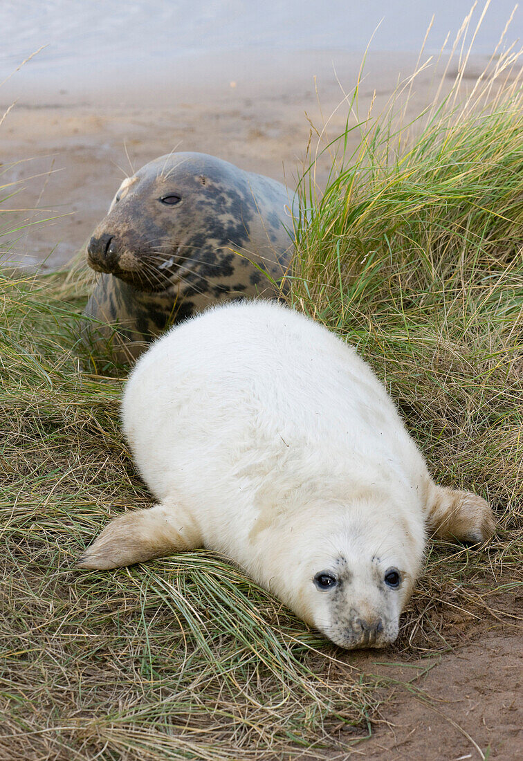 'Gray Seal (Halichoerus Grypus), Donna Nook, Lincolnshire, England; Adult And Baby Seal'
