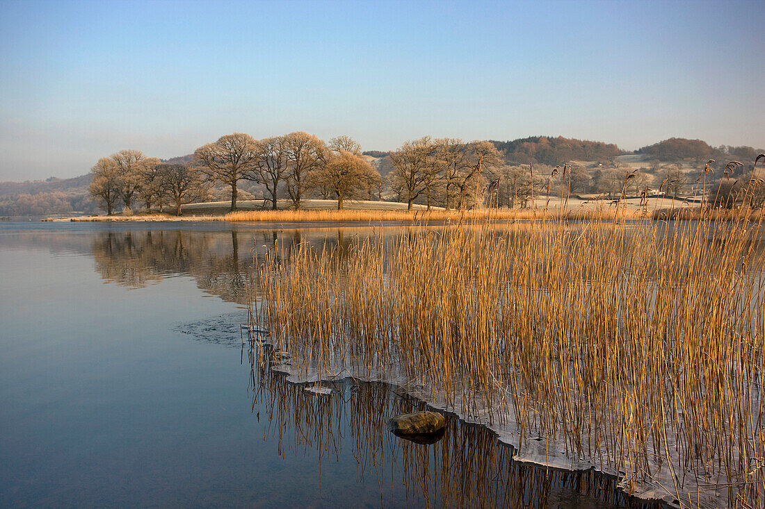 Frozen Water Around Reeds At Shoreline, Cumbria, England