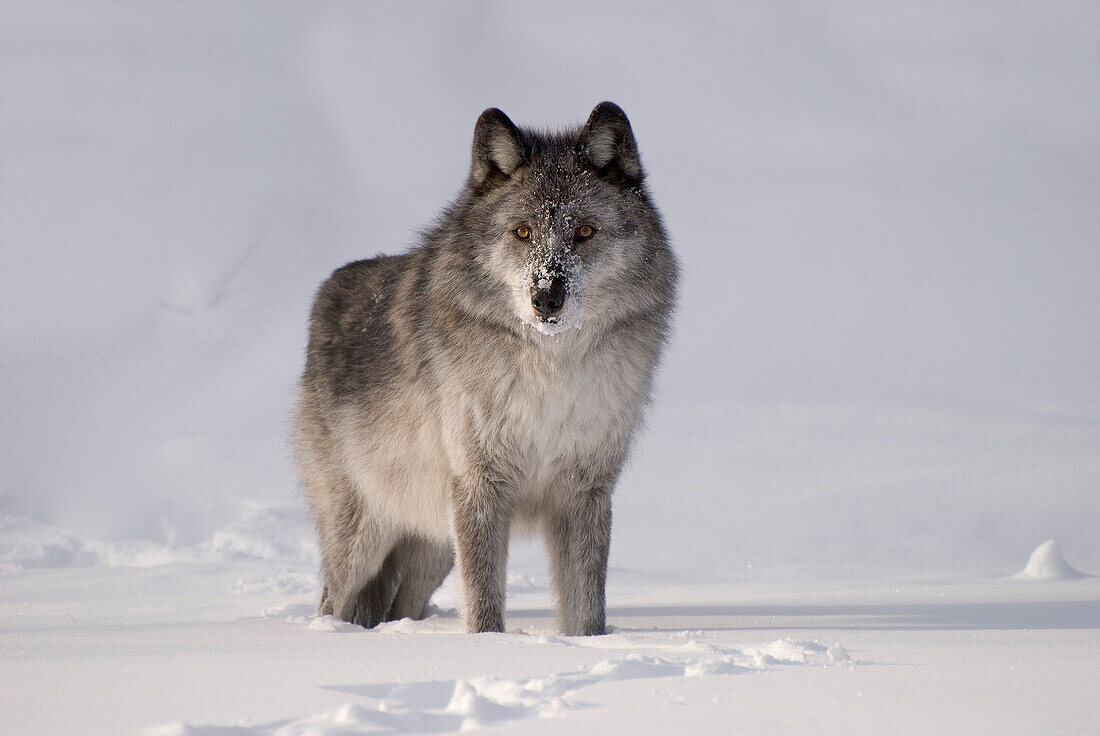 Wolf In The Snow