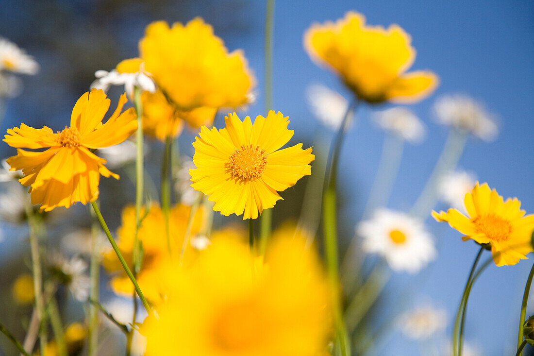 Gelbe Blumen