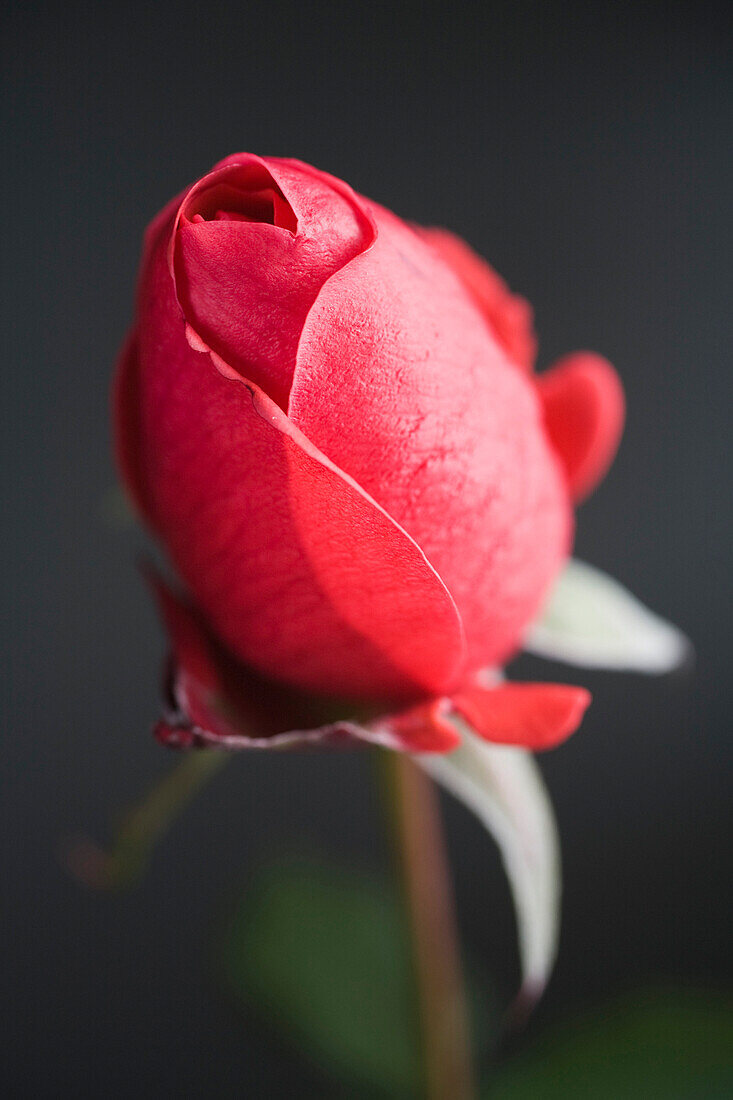 Red Rose