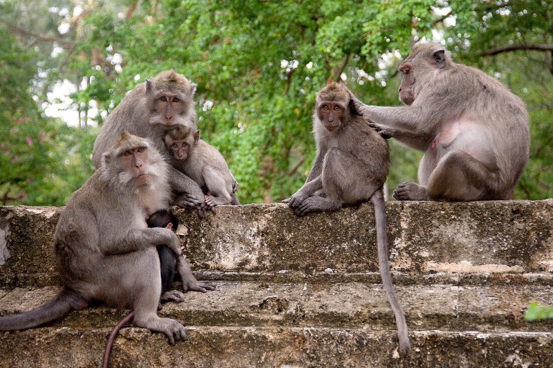 'Bali, Indonesia; Monkeys'