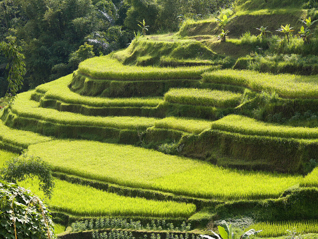 Rice Fields In Bali, Indonesia