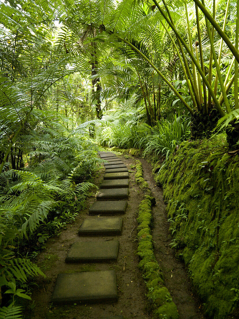 'Forest Path; Ubud, Bali, Indonesia'