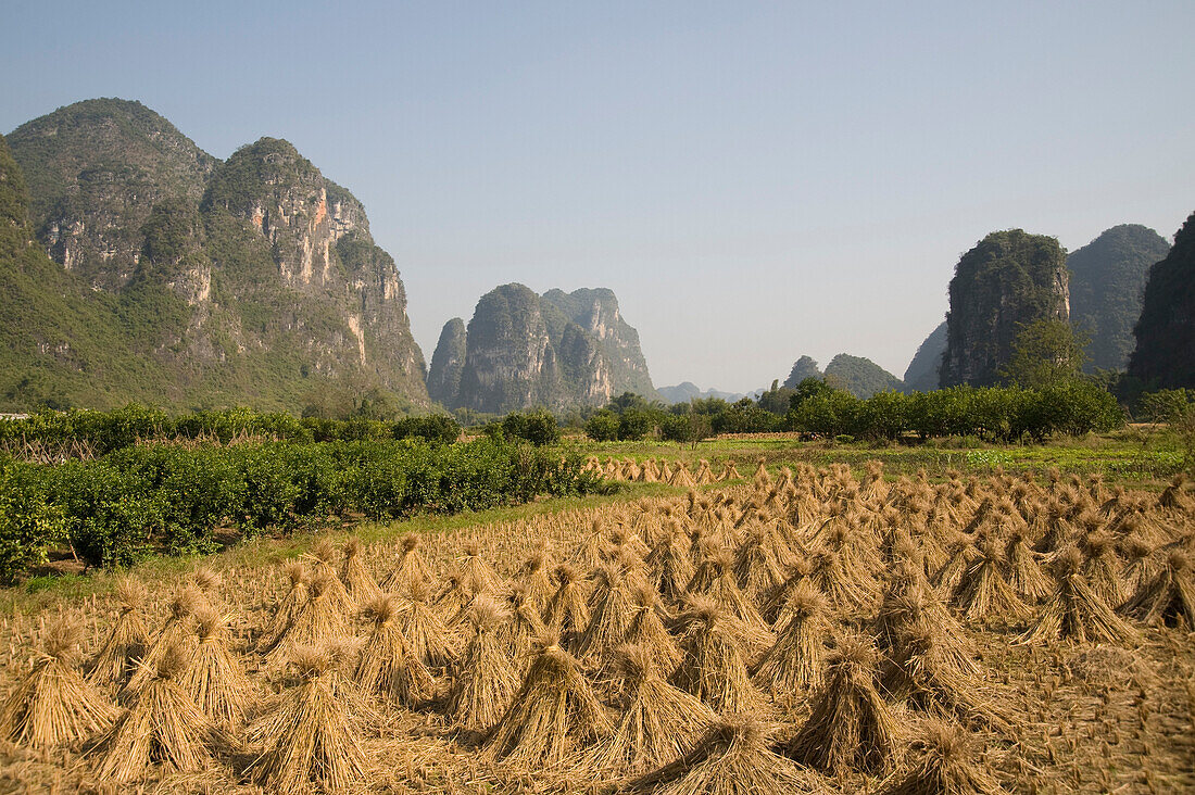 Rice Field In Yanshuo, Guangxi, China