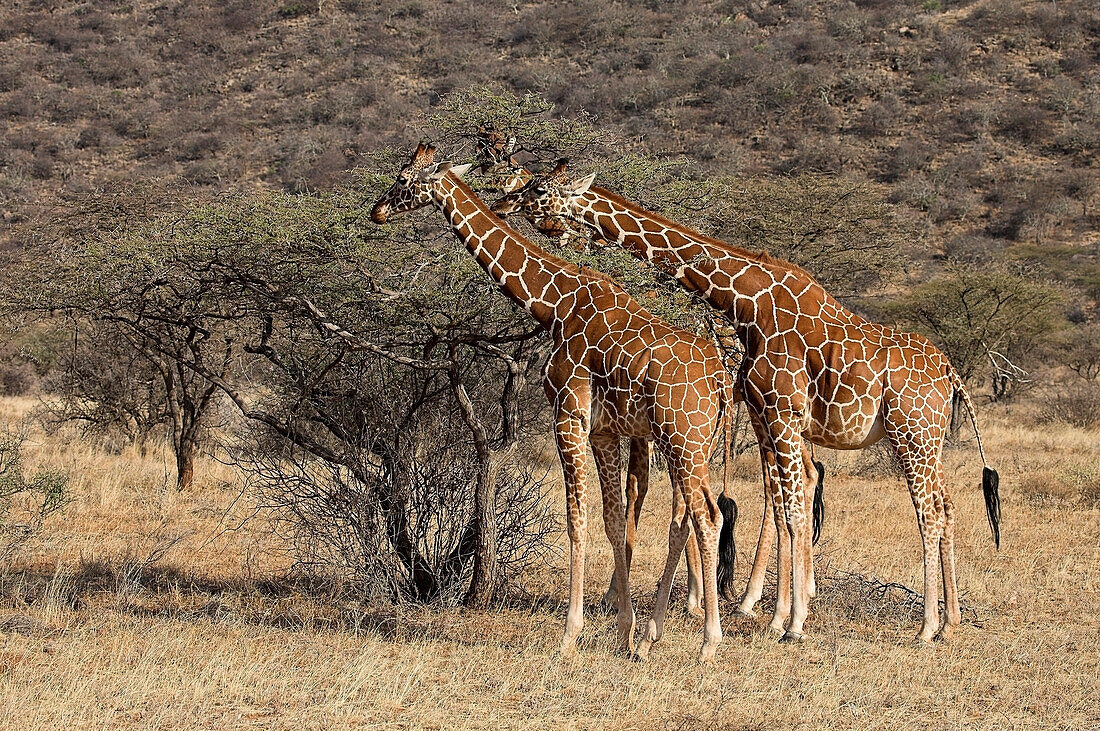 'Two Reticulated Giraffe (Giraffa Camelopardalis Reticulata), Samburu National Reserve, Kenya, Africa; Giraffes Eating'