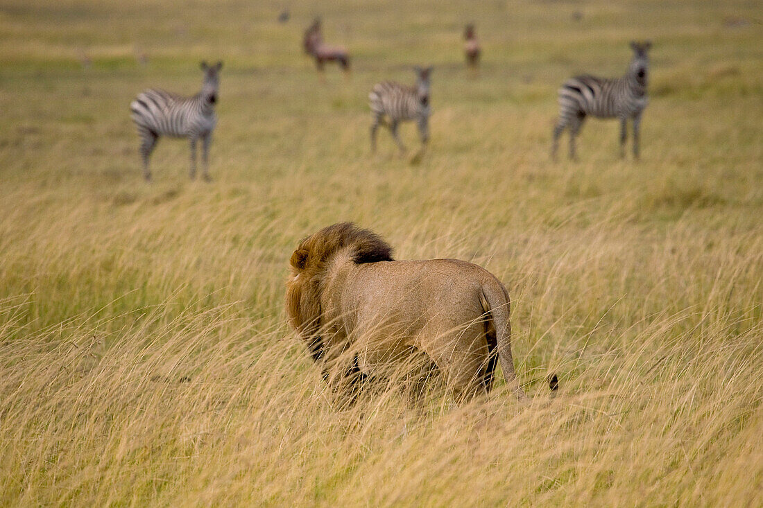 'Lion (Panthera Leo), Masai Mara National Reserve, Kenya, Africa; Male Lion Watching Zebras'