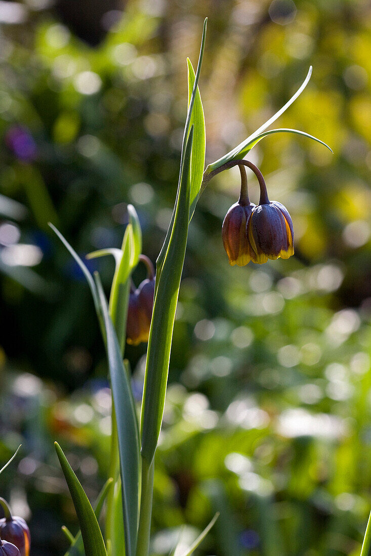 'Victoria, British Columbia, Canada; Chocolate Lily Wildflower (Arthropodium Strictum)'