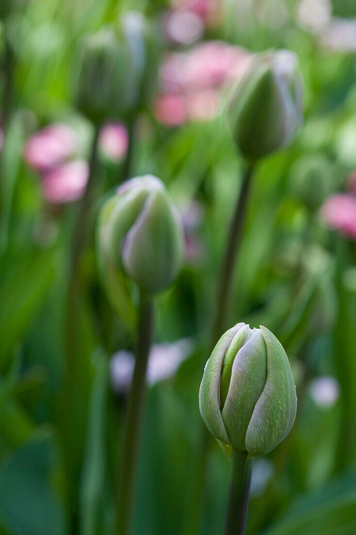 Knospende Tulpen