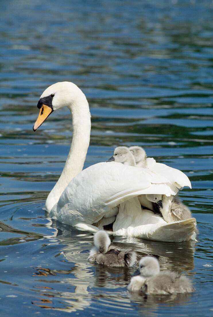 'Swan And Cygnets; Clonmel, Co Tipperary, Ireland'