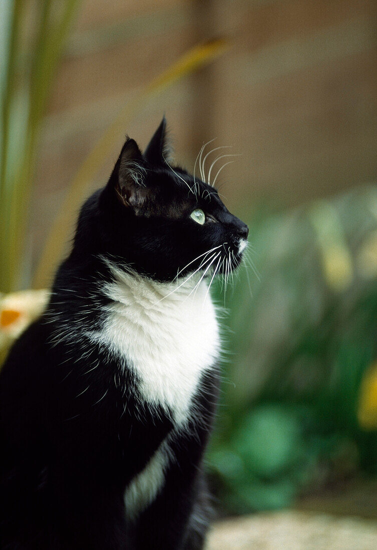 'Cat Watching; Ireland'