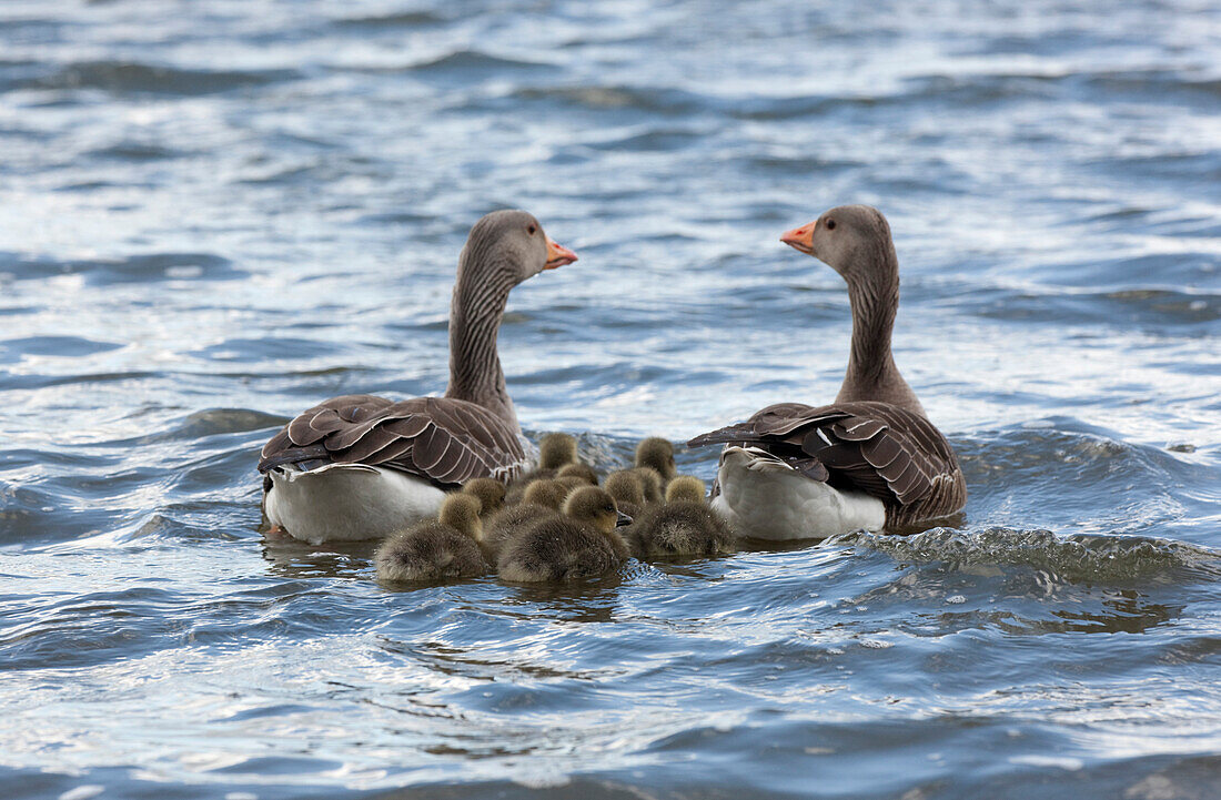 Family Of Geese On Water