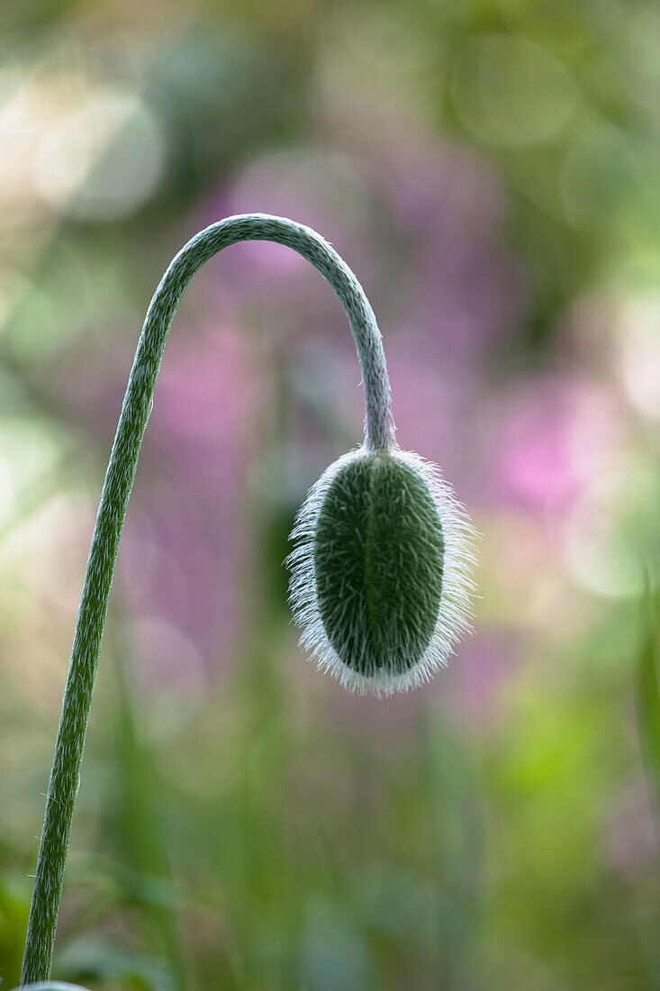 Bud