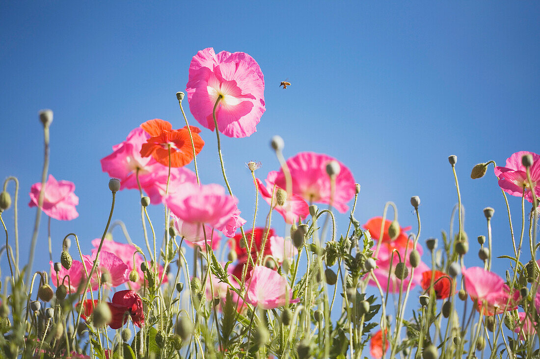 Pink Flowers Against Blue Sky