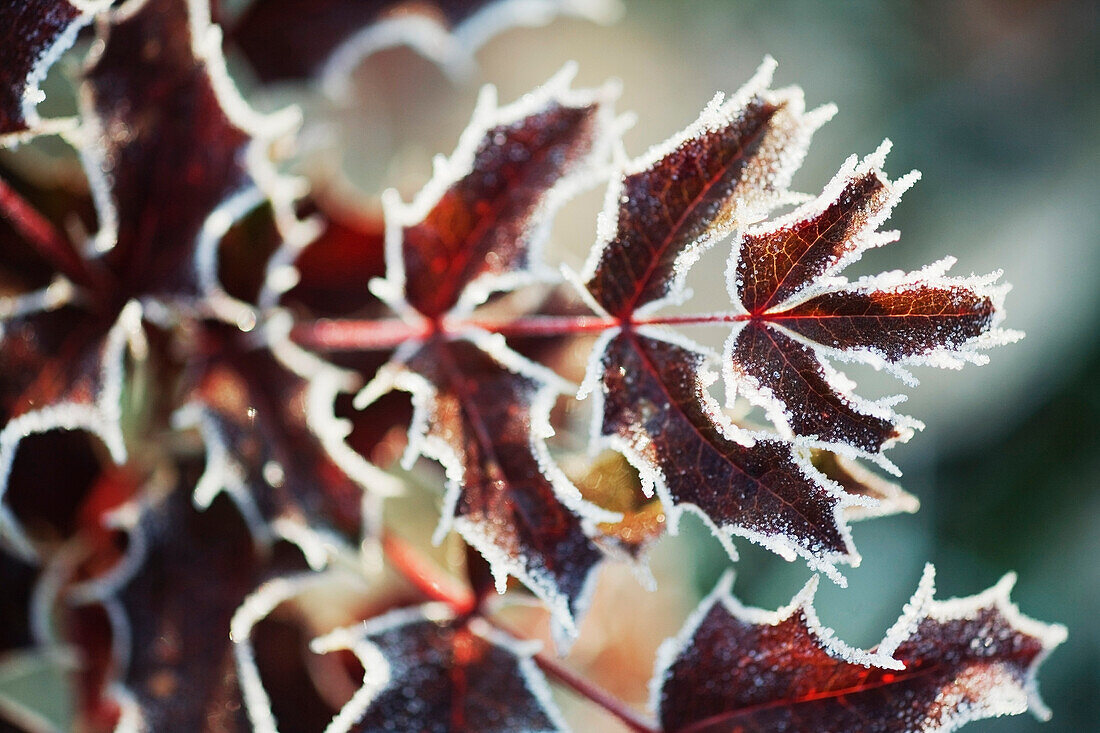 Frost Covered Autumn Leaves