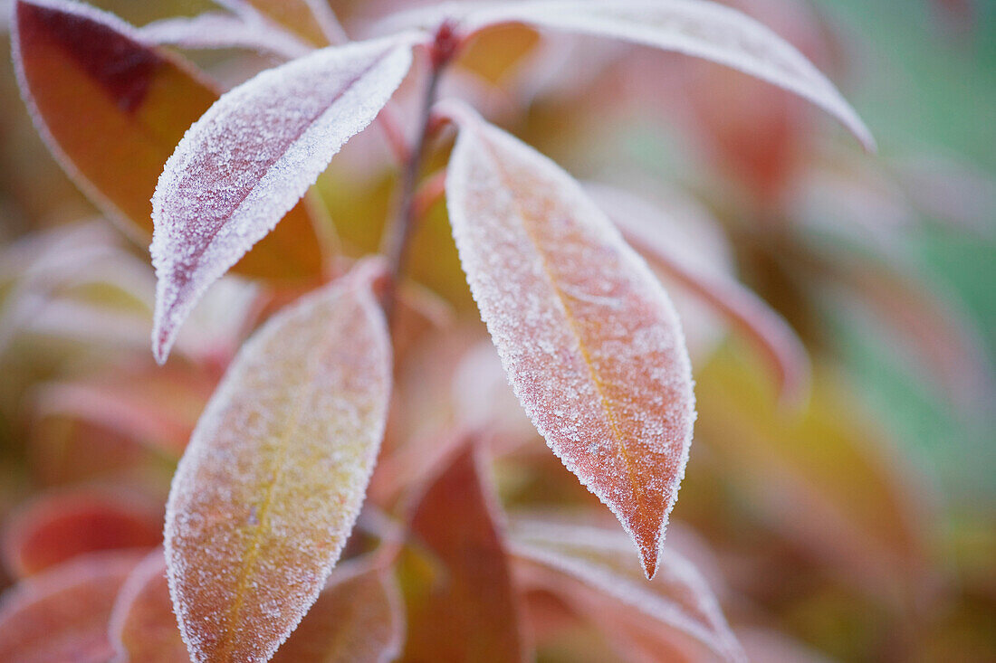 Frost Covered Leaves