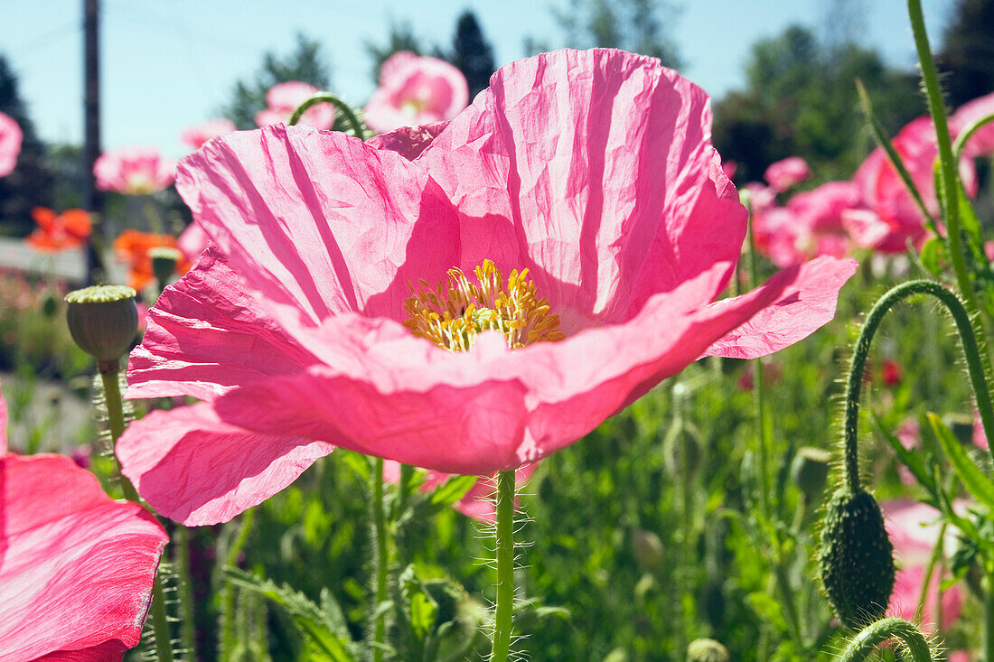 Pink Poppies