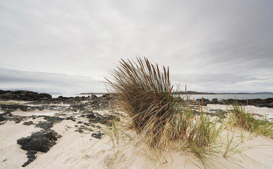 Grass On The Beach, Island Of Iona, Scotland