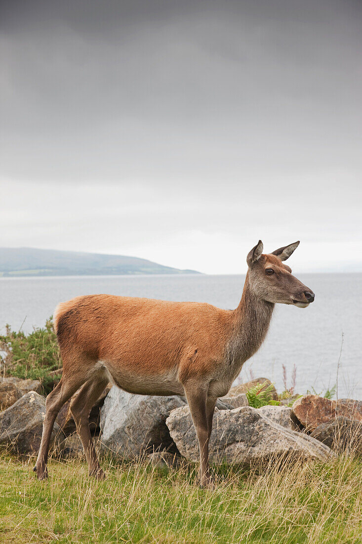 Deer On Isle Of Arran, Scotland