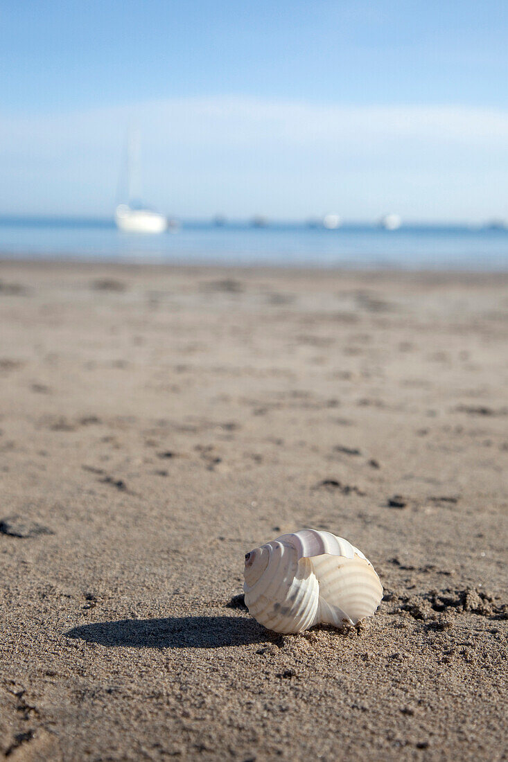 Sea Shell, Low Newton Beach, Northumberland, England