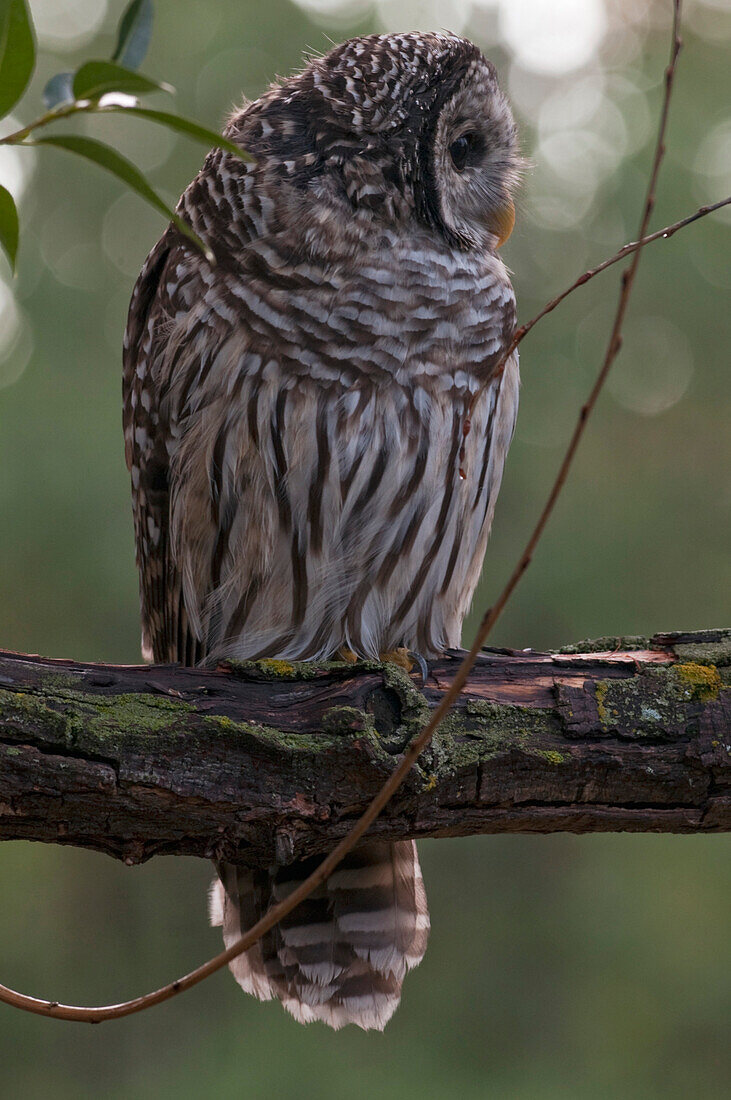 Juvenile Barred Owl (Strix Varia)