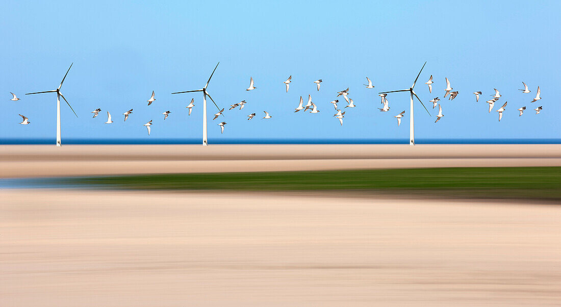 Birds Flying Through Wind Turbines