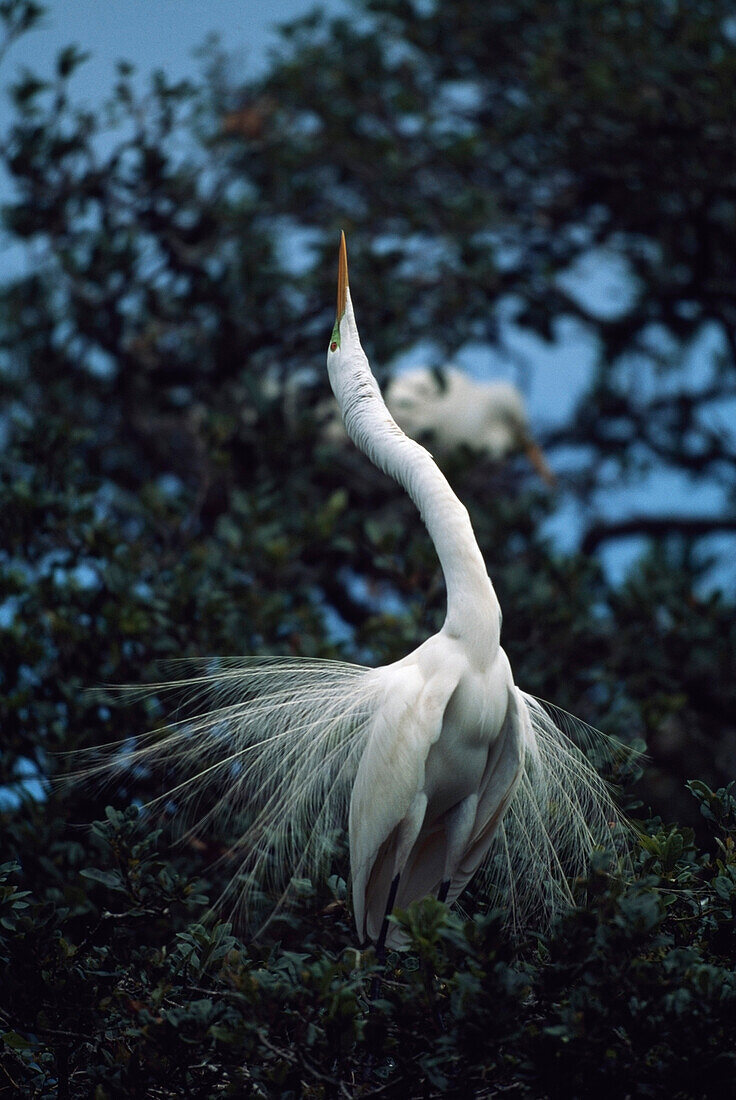 'Great Egret (Ardea Alba); Florida, Usa'