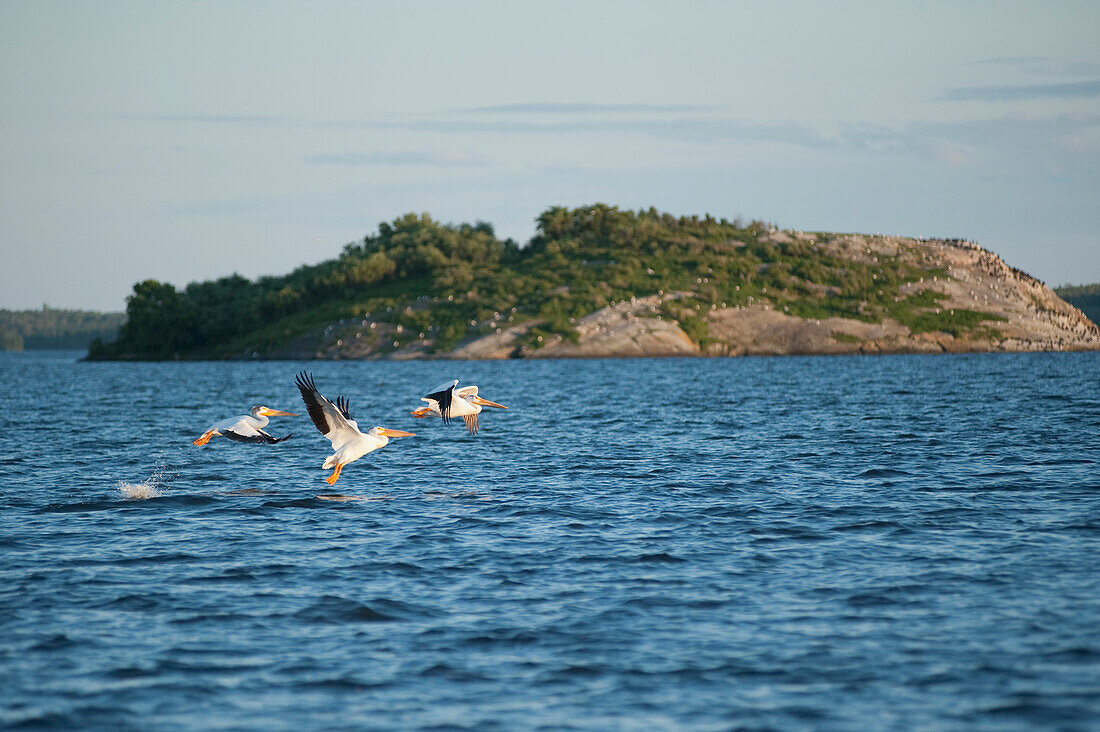 Pelicans Catching Fish, Lake Of The Woods, Ontario, Canada