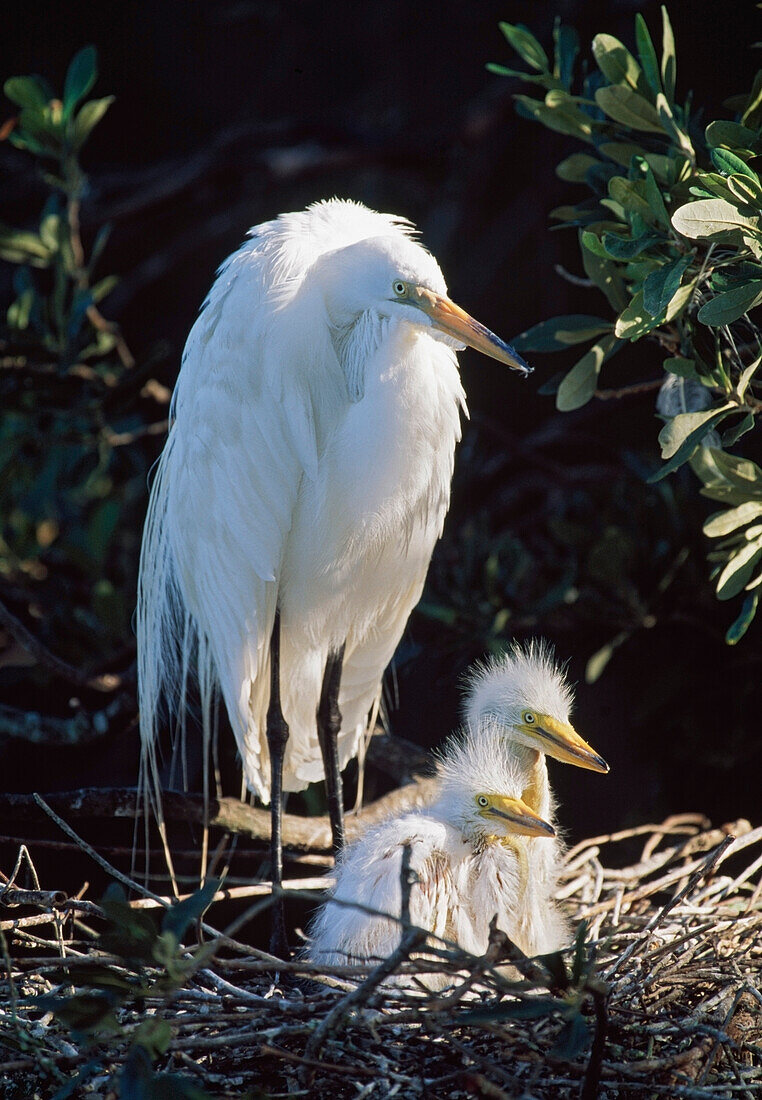 Great Egret (Ardea Alba) Adult With Two Young In Nest