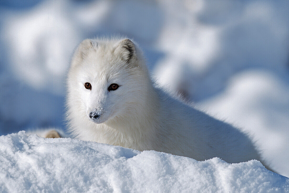 'Arctic Fox Exploring Fresh Snow; Alaska, Usa'
