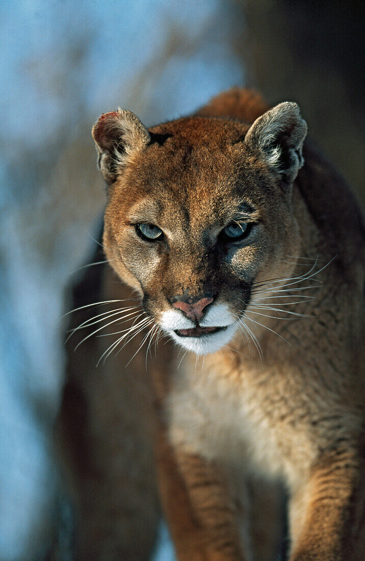 'Mountain Lion (Felis Concolor); Montana, Usa'