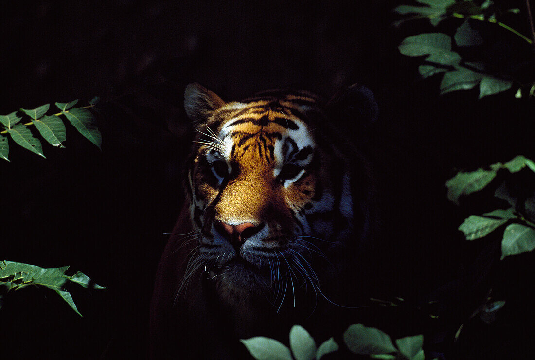 'Siberian Tiger (Panthera Tigris Altaica) Peers From Forest Shadows; Captive, Native Toamur-Ussuri Region Of Russia'