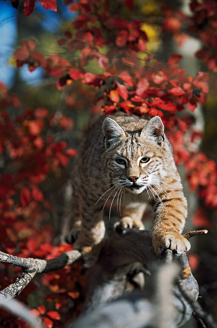 'Bobcat (Felis Rufus) Walks Along Branch Through Red Leaves Of A Hawthorn In Autumn; Idaho, Usa'