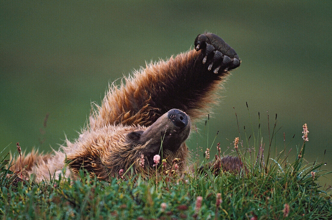 'Grizzly Bear (Ursus Arctos) Stretching; Denali National Park And Preserve, Alaska, Usa'