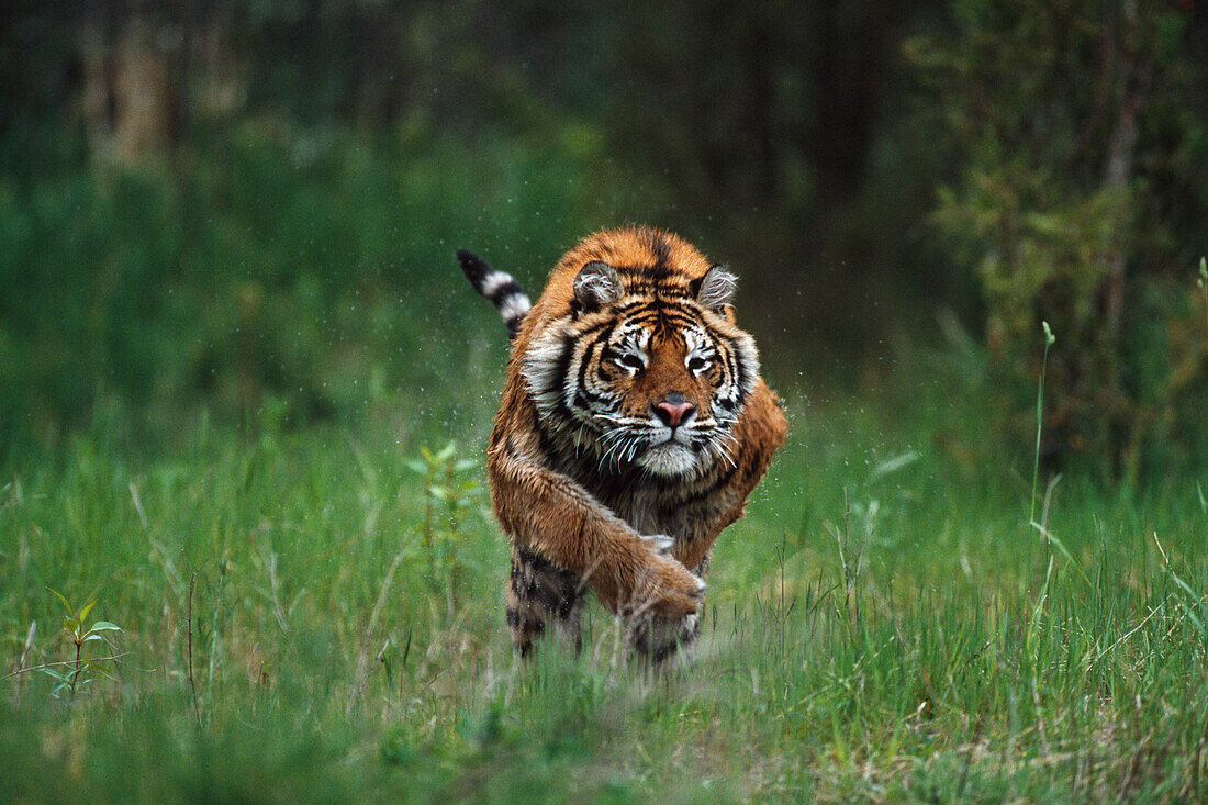 Wet Siberian Tiger Charging
