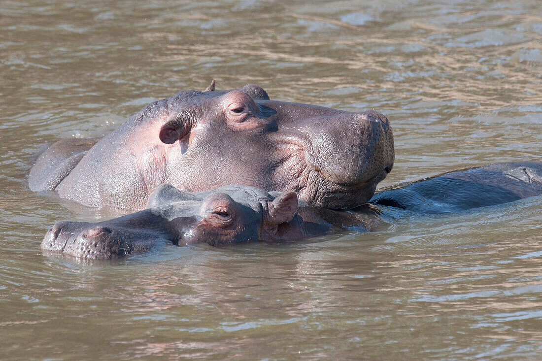 Hippo, Kenya, Africa
