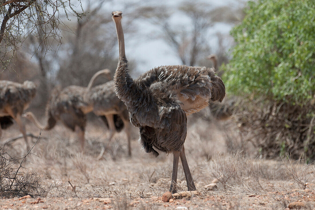 Somali Ostriches, Kenya, Africa